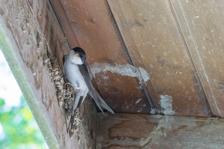 一只燕子筑巢看着相机图片