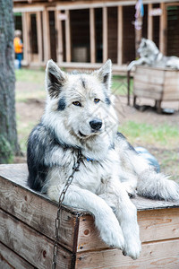 可爱的狗繁殖着Husky肖图片