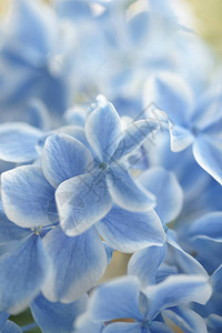 蓝色和白色Hydran图片