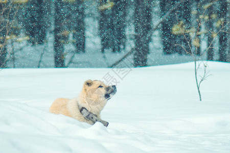 在森林的冬天小狗雪天气下图片