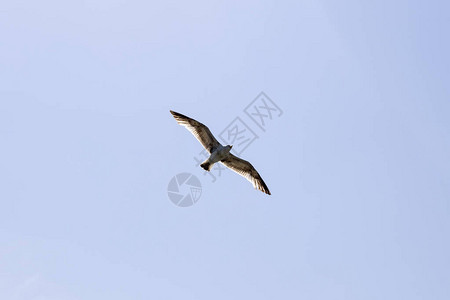 观海鸥鸟翱翔于蓝天图片
