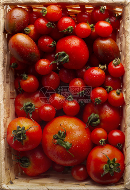 新鲜西红柿在可再用篮子顶视垂直全景中大丰硕的健图片