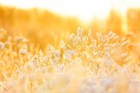 在厚的白雪枕头下关闭植物顶部图片