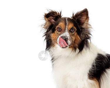 饥饿的ShetlandSheepdog与舌头伸出的舌头舔图片
