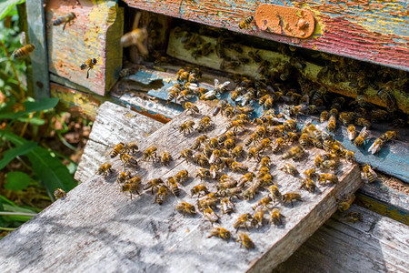 蜂巢入口处有蜜蜂家庭养蜂场上的蜜蜂蜜图片