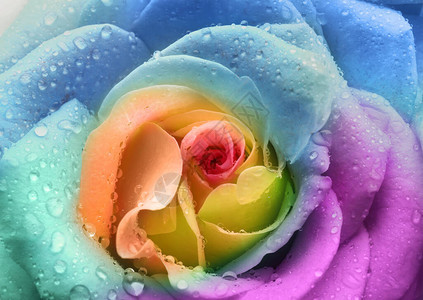 美丽的彩虹玫瑰花朵图片