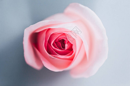 美丽的粉红色玫瑰花的特写视图图片
