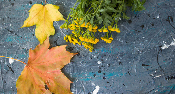 秋天的静物背景是枫叶秋的花朵秋季节背景抽象背景上的叶子感恩背景图片