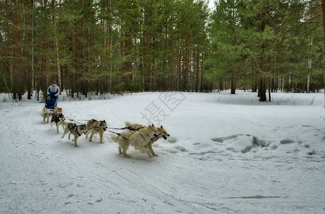 他站在雪橇后面控制着一条狗雪橇狗在图片