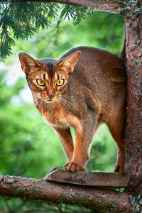 美丽的Abyssinian猫坐在树上狩猎图片