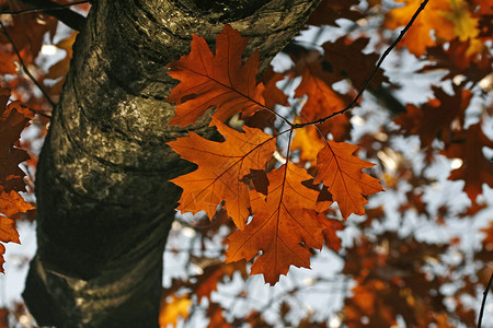 秋天的北方红橡树图片