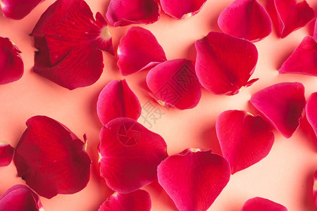 粉红色背景上的玫瑰花瓣图片