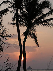两棵椰子树的苏胡埃特部分遮掩图片