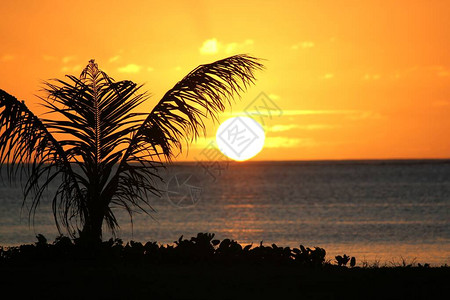 热带岛屿日落海滩上长着一棵图片
