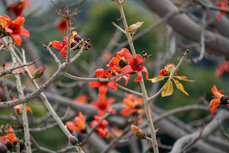 开花的木棉树或红丝棉树花的树枝图片