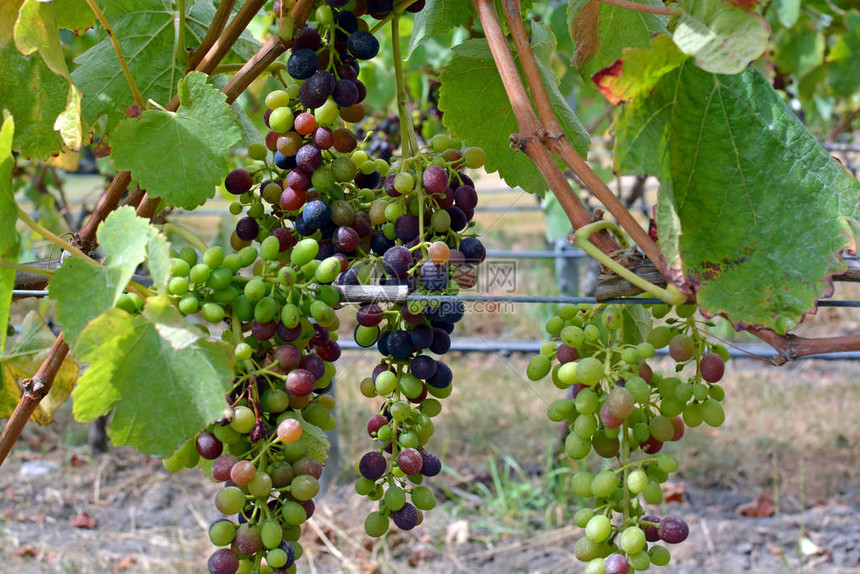 在新西兰马尔堡葡萄园举行夏季中叶的锡拉葡萄开膛图片