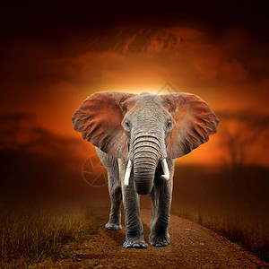 热带草原地貌背景的近象和日落时的图片