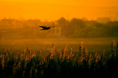 飞鹰到巢穴日落自然背景图片