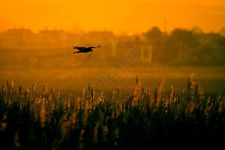 飞鹰到巢穴日落自然背景图片