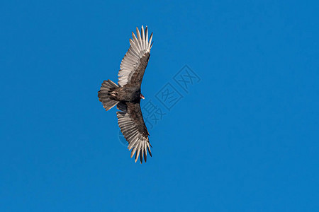 在土耳其航行的秃鹫Cathartes图片