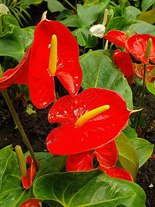 春季花园中的红掌花图片