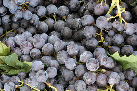 秋天红熟葡萄的背景图片