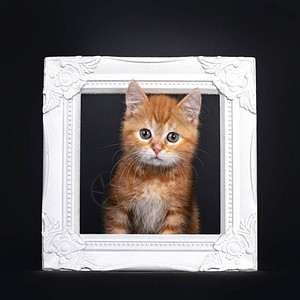美术可爱的红色短毛小猫背景