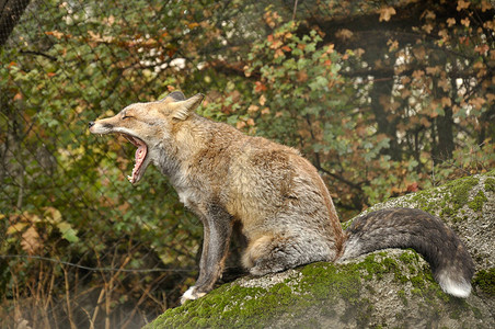 红狐狸Vulpesvulpes在森林图片