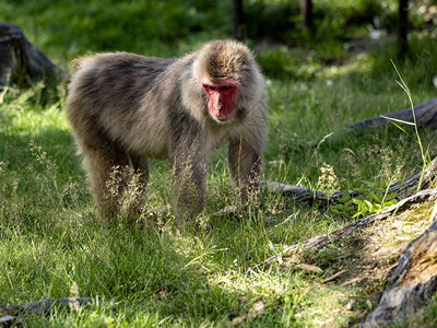 日本的Macaque图片