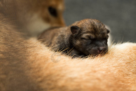 新生ShibaInu小狗的特写镜头日本柴犬美丽的柴犬小狗颜色棕和妈背景图片