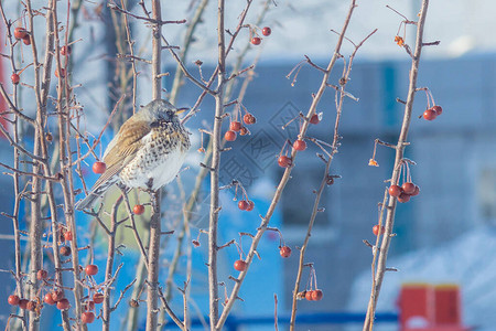冬天的灰色画眉鸟在树上特写图片