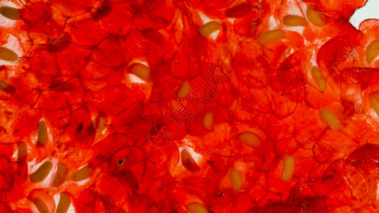 从挤压和碎的覆盆子中提取的红甜汁果肉和种子的抽象照片浆果和水图片