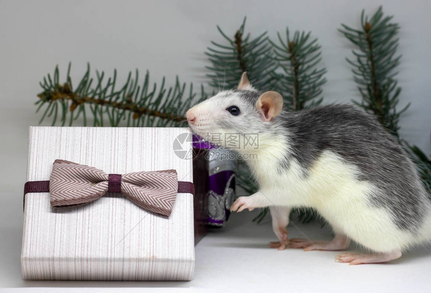 银鼠和礼物老鼠在圣诞装饰品的背景上2020年的象征鼠年图片