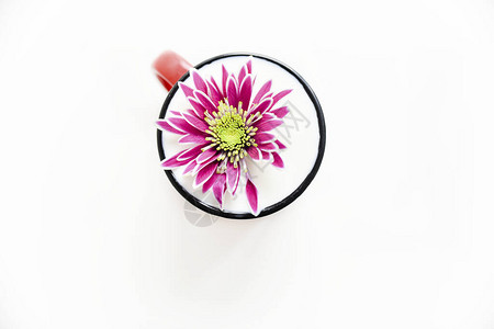 红色杯子里的粉色菊花白色背景上有牛奶图片