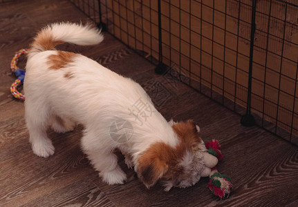一只毛茸的杰克罗素梗犬的迷人小狗正在地板上玩具图片