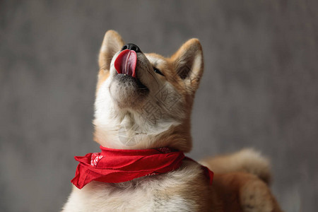 Inu狗穿着红色带条背景图片