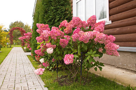 HydrangeapaniculatavanillaFRASRennieHydrangeapaniculataVanilleFr图片