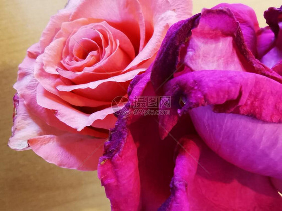 玫瑰花是紫色和粉红色的大自图片