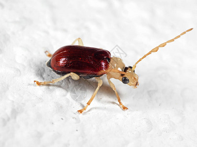 白地板甲虫的微距摄影图片