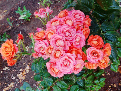 雨后美丽的嫩玫瑰背景图片