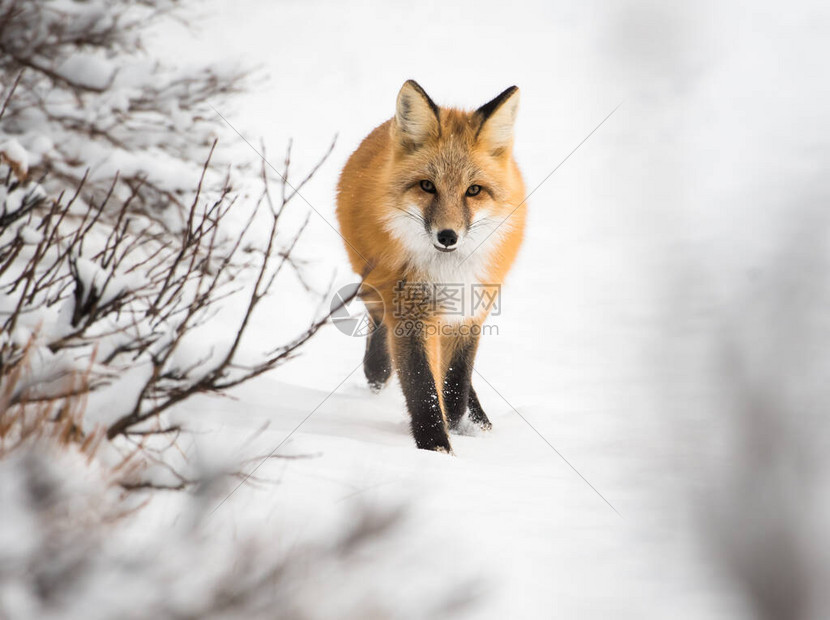 红狐动物图片