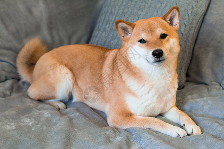 红狗种ShibaInu躺在家里的灰沙背景图片