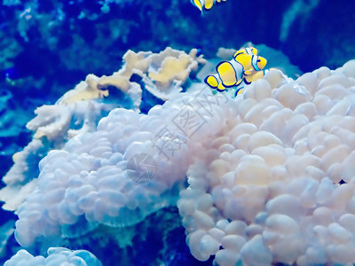 珊瑚礁和阿尔韦奥波拉珊瑚海床的淡水植物图片