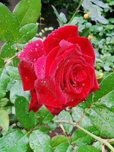 雨后美丽的红玫瑰图片