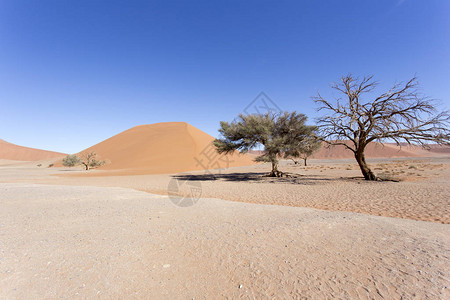 纳米比亚沙漠中美图片