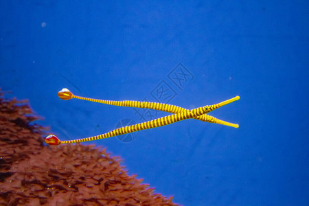 黄带尖嘴鱼图片