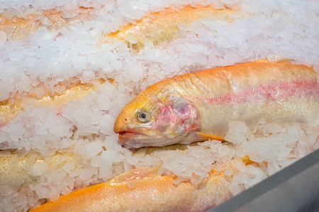 鲑鱼鲑鱼鳞质地和冰阿德勒琥珀图片