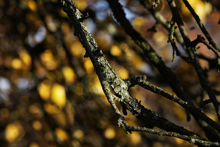 秋叶和树枝底模糊度的深视秋图片