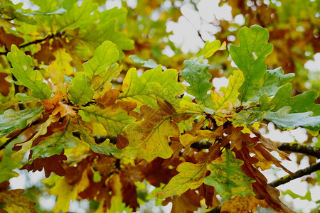 秋天橡树的亮叶树上的黄绿色图片