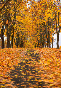 秋天的橄榄树公园小径落背景图片